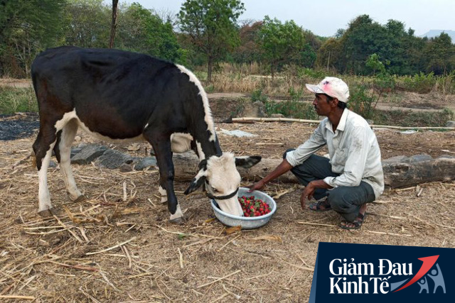 Nông dân ngậm ngùi nhổ bỏ rau do đứt chuỗi liên kết; dâu tây, xà lách phải đổ cho bò ăn vì Covid-19 - Ảnh 3.