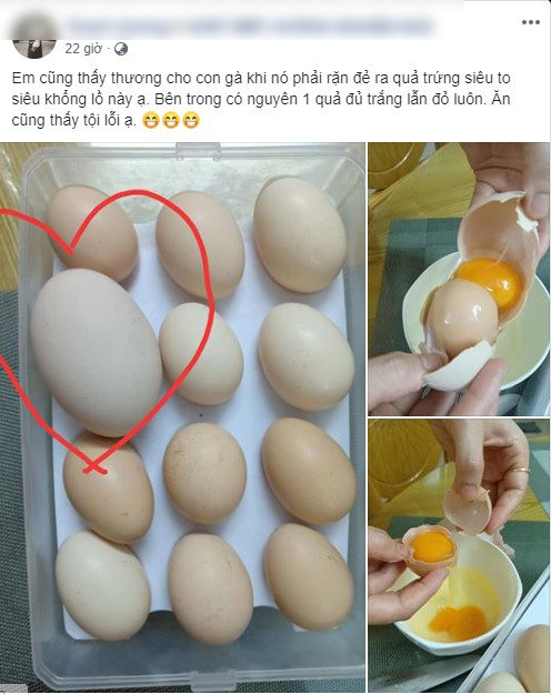 Cô gái ngạc nhiên khi gà mẹ đẻ ra quả trứng &quot;siêu to siêu khổng lồ&quot;, nhưng điều thú vị hơn lại xuất hiện ở màn đập vỡ quả trứng đặc biệt này! - Ảnh 1.