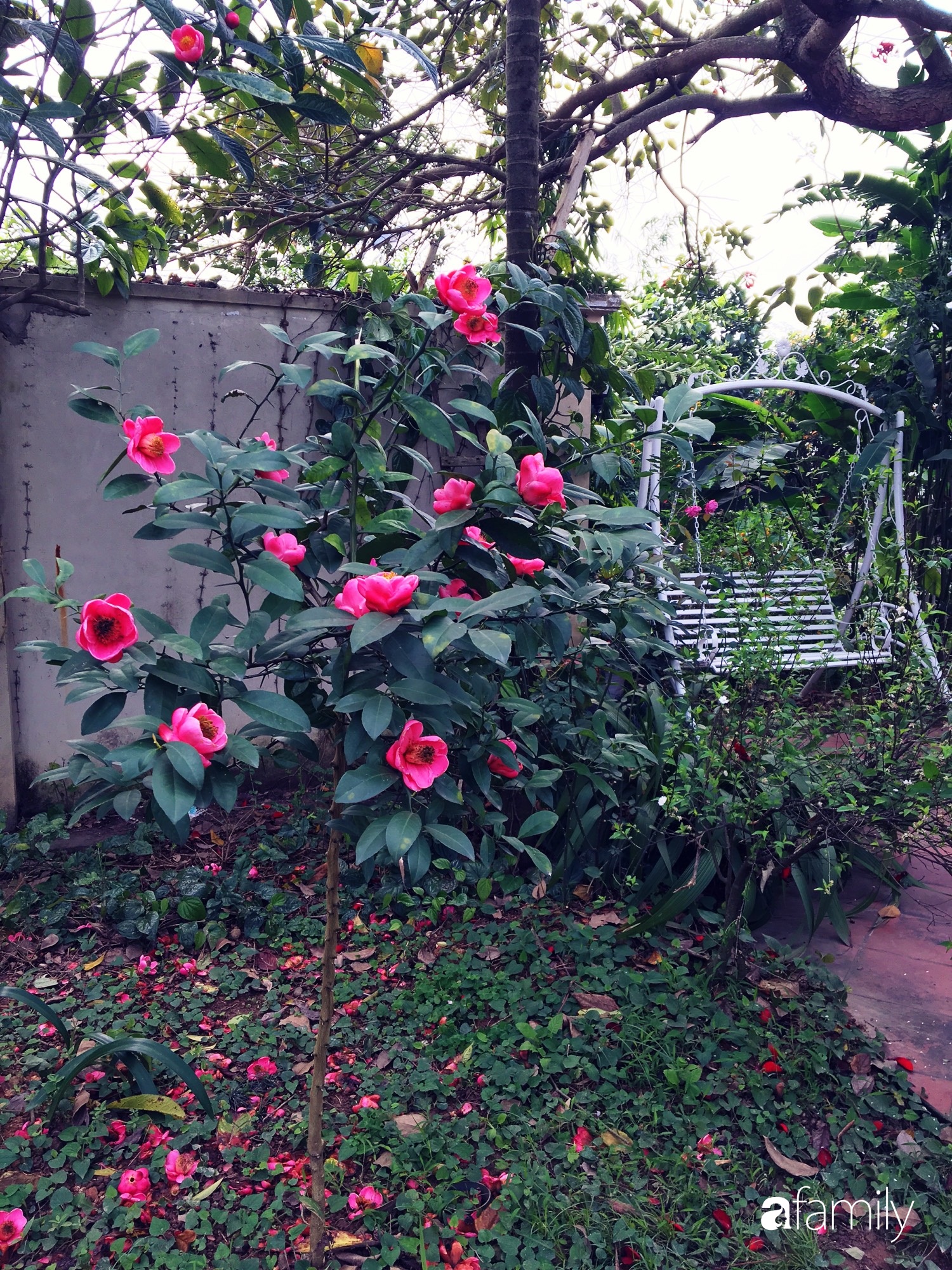 Vườn cây và hoa rực rỡ níu những bình yên ở ngoại ô Hà Nội giúp gia đình trẻ tránh xa ồn ào của phố thị - Ảnh 12.