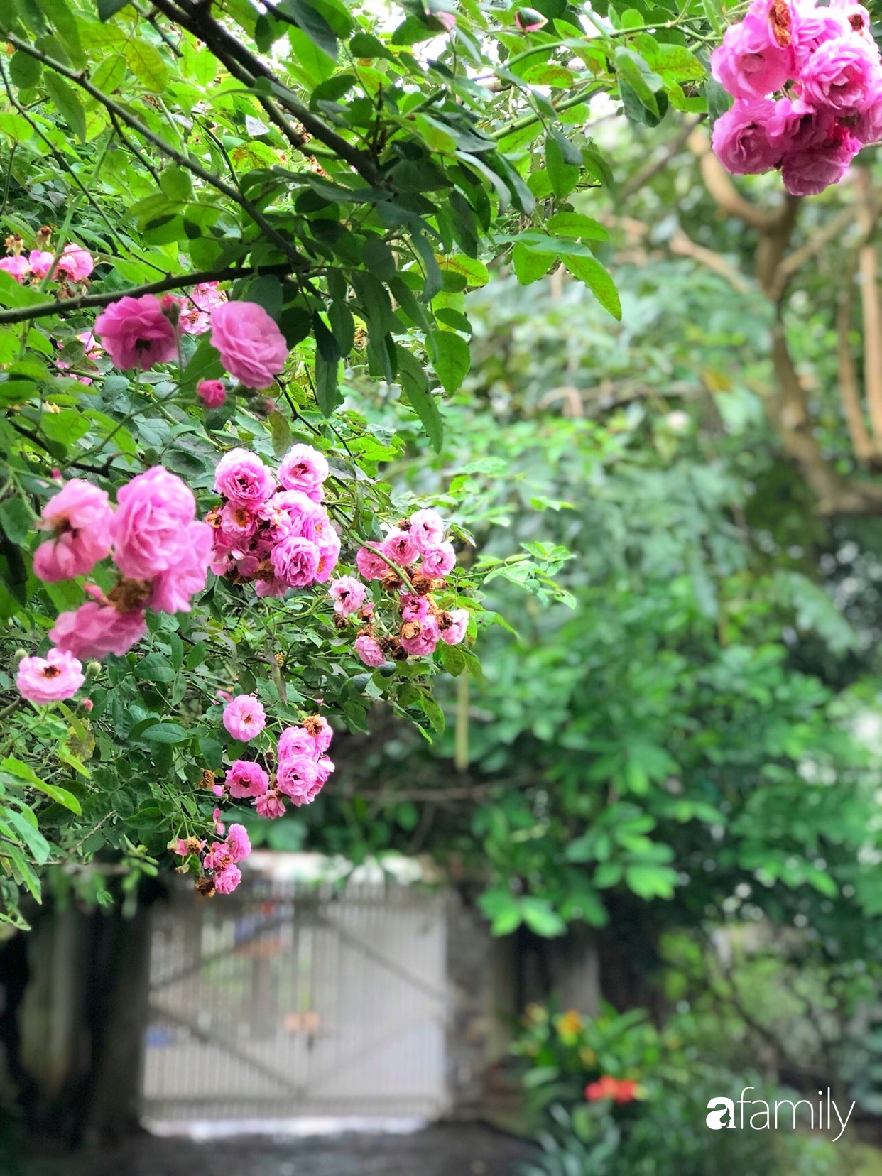 Vườn cây và hoa rực rỡ níu những bình yên ở ngoại ô Hà Nội giúp gia đình trẻ tránh xa ồn ào của phố thị - Ảnh 15.