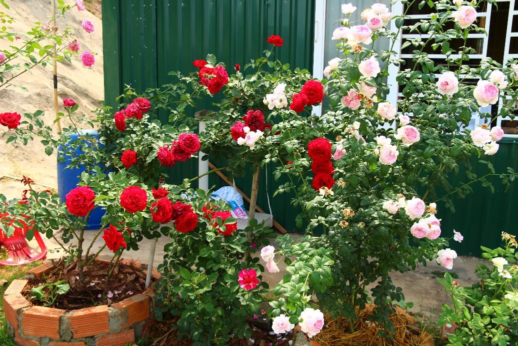 Vườn hồng đầy nắng và ngát hương thơm của chàng trai Lâm Đồng - Ảnh 21.