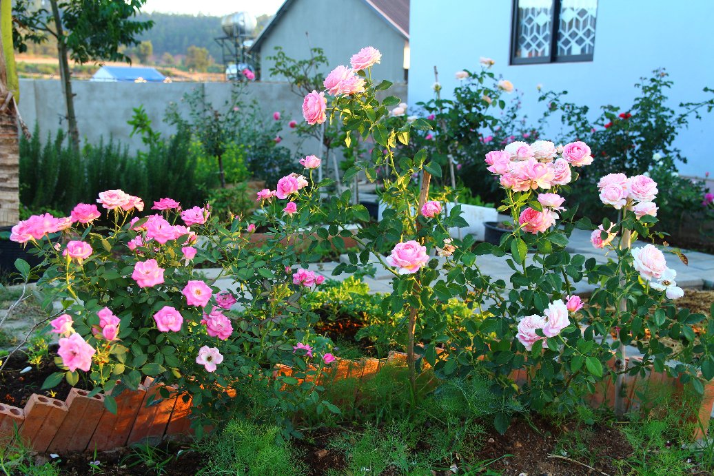 Vườn hồng đầy nắng và ngát hương thơm của chàng trai Lâm Đồng - Ảnh 10.