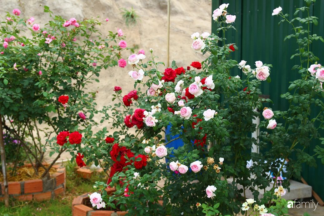 Vườn hồng đầy nắng và ngát hương thơm của chàng trai Lâm Đồng - Ảnh 15.
