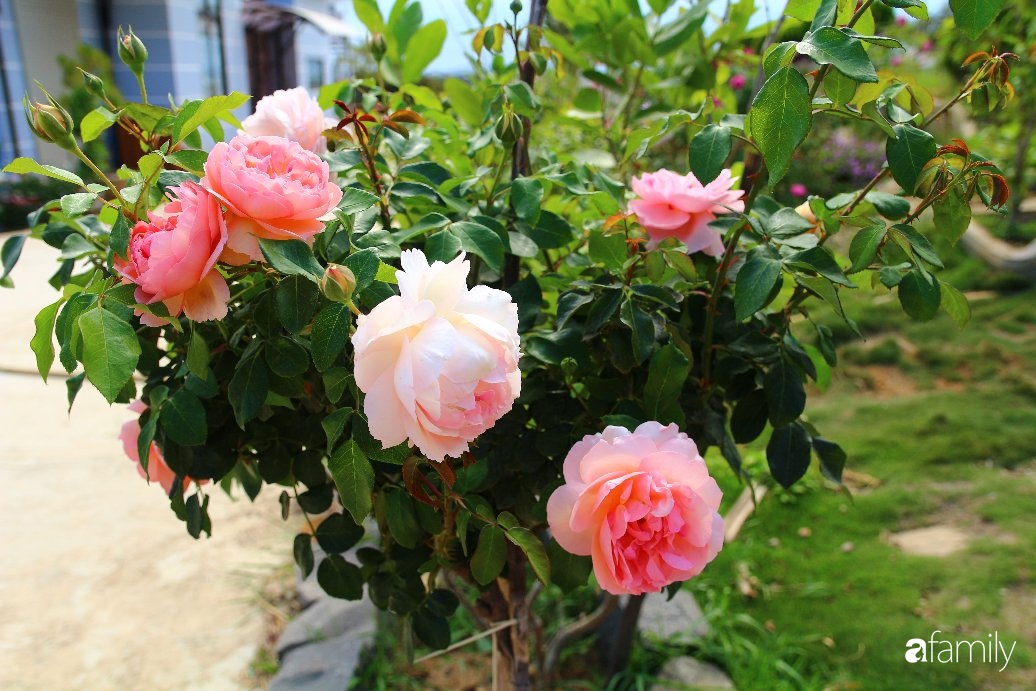 Vườn hồng đầy nắng và ngát hương thơm của chàng trai Lâm Đồng - Ảnh 12.