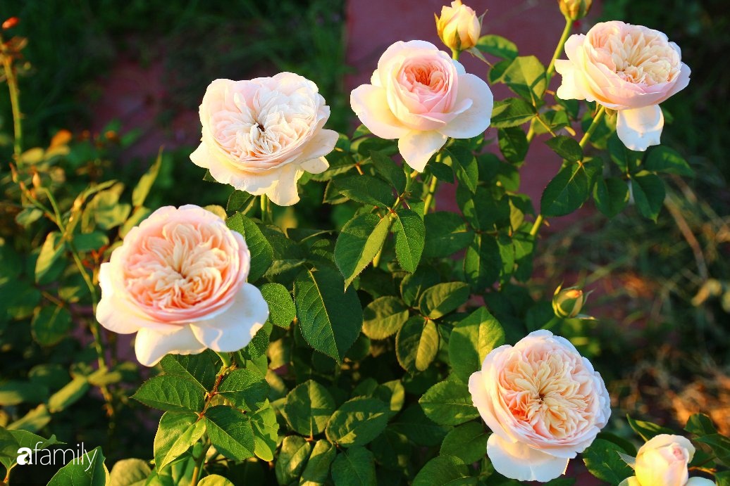 Vườn hồng đầy nắng và ngát hương thơm của chàng trai Lâm Đồng - Ảnh 16.