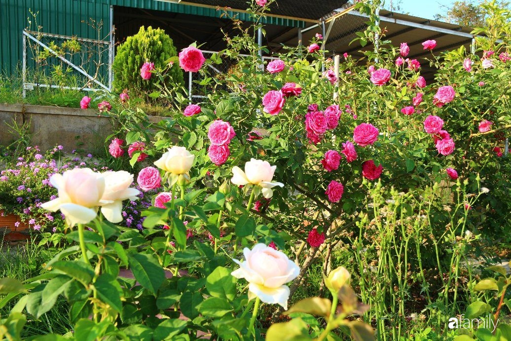 Vườn hồng đầy nắng và ngát hương thơm của chàng trai Lâm Đồng - Ảnh 2.