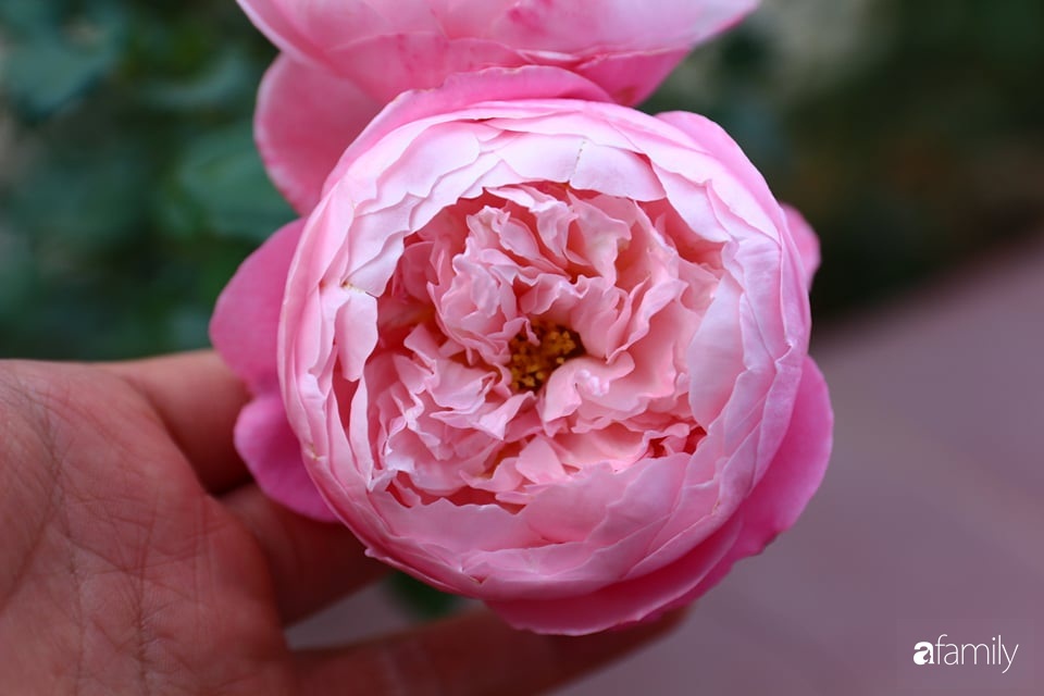 Vườn hồng đầy nắng và ngát hương thơm của chàng trai Lâm Đồng - Ảnh 13.