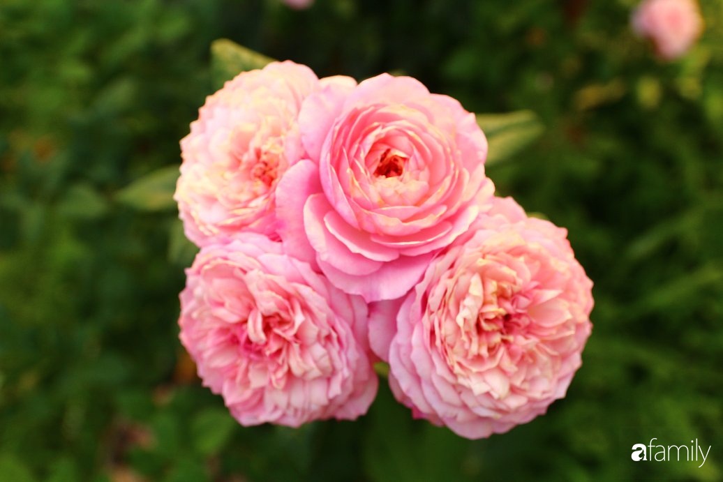 Vườn hồng đầy nắng và ngát hương thơm của chàng trai Lâm Đồng - Ảnh 11.