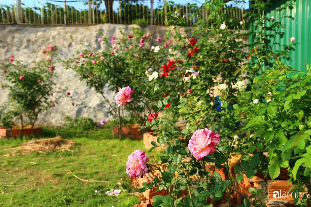 Vườn hồng đầy nắng và ngát hương thơm của chàng trai Lâm Đồng - Ảnh 6.