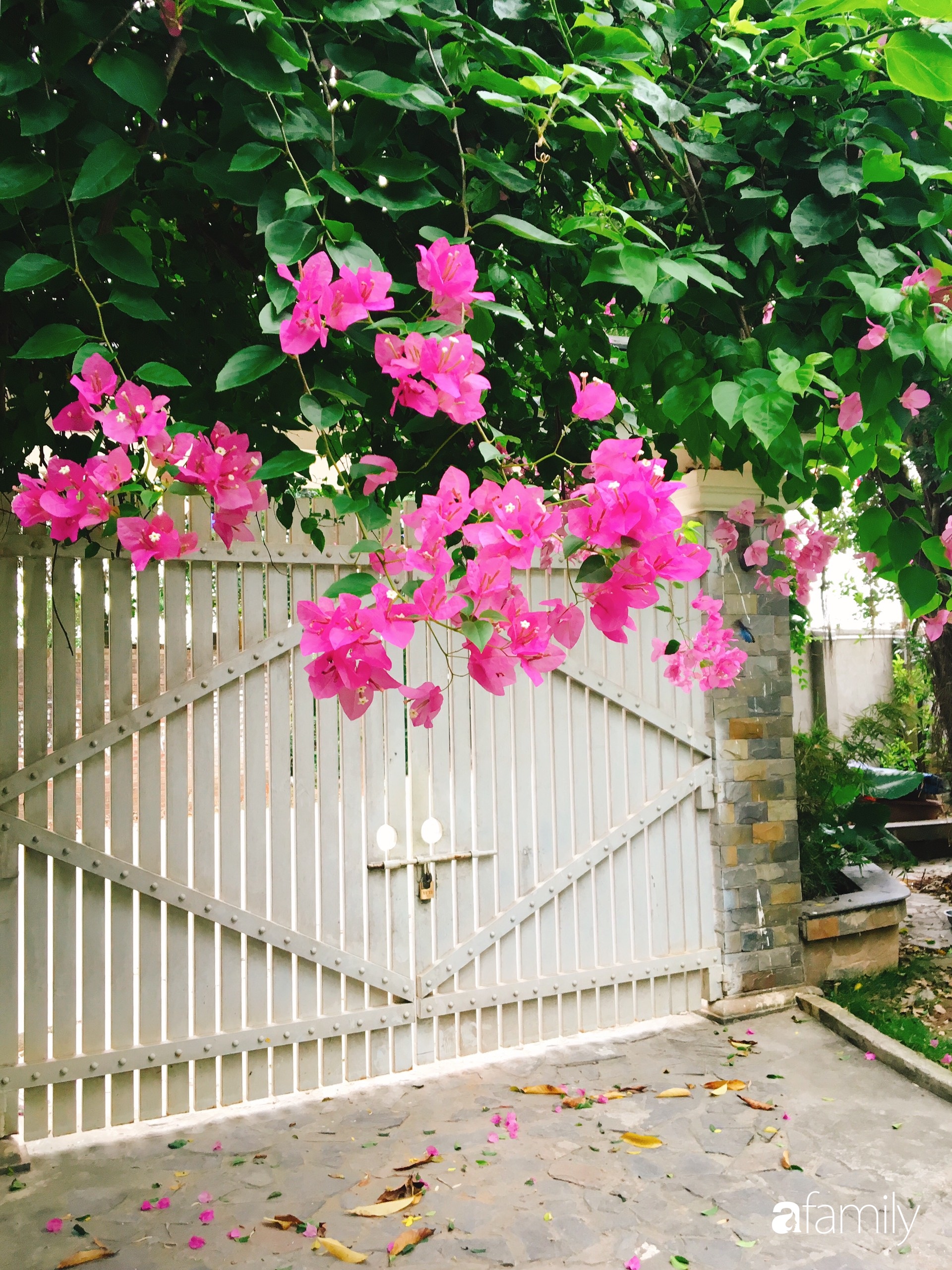 Vườn cây và hoa rực rỡ níu những bình yên ở ngoại ô Hà Nội giúp gia đình trẻ tránh xa ồn ào của phố thị - Ảnh 2.