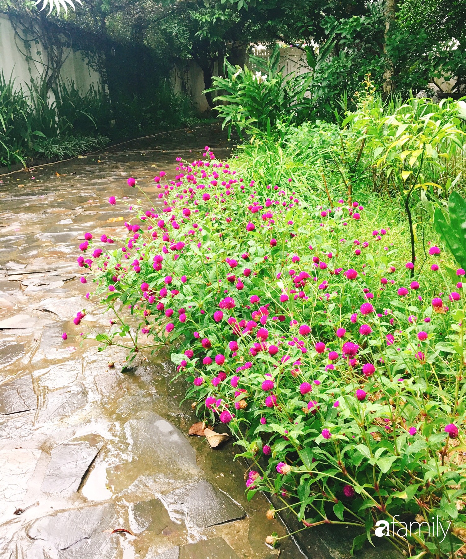 Vườn cây và hoa rực rỡ níu những bình yên ở ngoại ô Hà Nội giúp gia đình trẻ tránh xa ồn ào của phố thị - Ảnh 6.