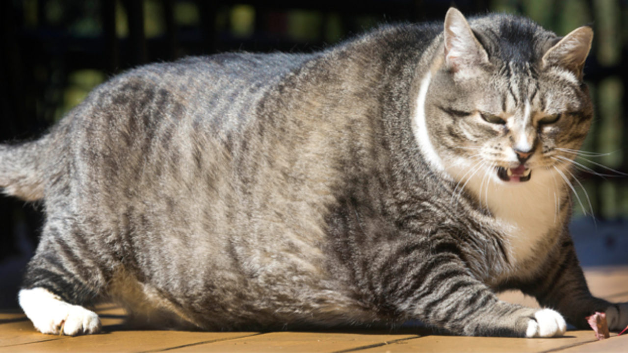Chăm sóc mèo béo ú: Bạn đang cần một số lời khuyên về cách chăm sóc mèo béo ú của mình? Hãy xem hình ảnh của chúng tôi và tìm hiểu thêm về các bước cơ bản để chăm sóc mèo béo ú của bạn. Bạn sẽ nhận được những lời khuyên hữu ích về dinh dưỡng, tập luyện và chăm sóc sức khỏe, giúp mèo của bạn trở nên khỏe mạnh và hạnh phúc hơn.