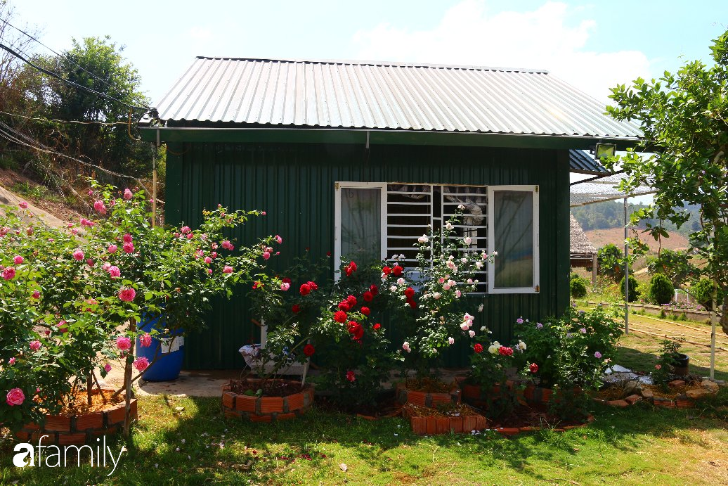 Ngôi nhà nhỏ nằm giữa khu vườn hoa hồng ở Lâm Đồng