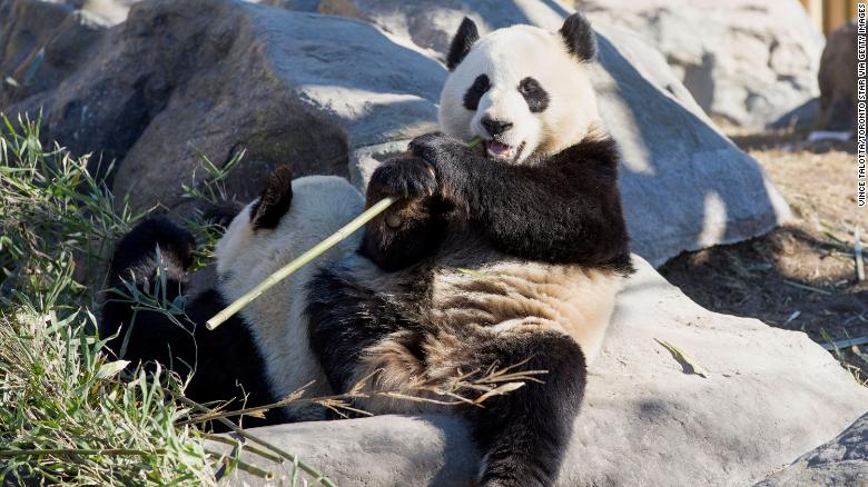 Hãy xem hình ảnh về thành công của vườn thú Canada khi đã trả gấu trúc bằng tre tươi. Có thể chúng ta sẽ không bao giờ biết được cảm giác của chú gấu trúc khi được hưởng lợi từ sự quan tâm của các nhà bảo vệ động vật như vậy. Tuyệt vời đúng không nào?