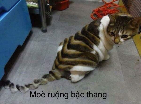 Những màn spa cho hoàng thượng cười ra nước mắt: Từ phong cách "mèo ruộng bậc thang" cho đến "mèo nửa hồn thương đau" - Ảnh 8. Những màn spa cho hoàng thượng cười ra nước mắt: Từ phong cách "mèo ruộng bậc thang" cho đến "mèo nửa hồn thương đau" - Ảnh 8.