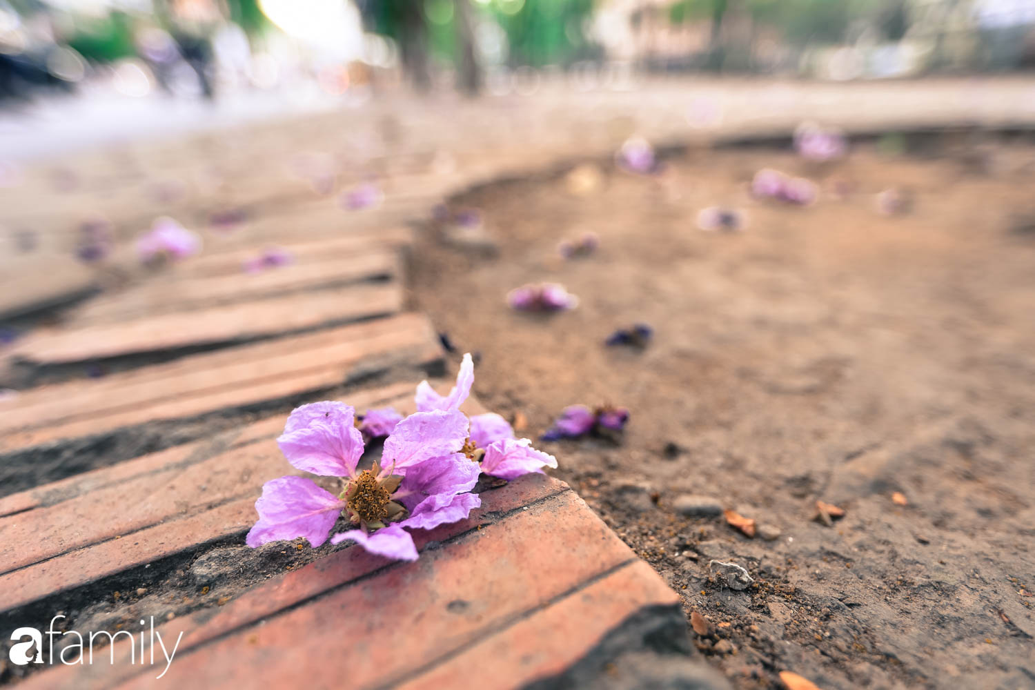Trở lại cuộc sống bộn bề như trước, có mấy ai nhận ra Hà Nội đang trong một mùa hoa bằng lăng đẹp tuyệt vời - Ảnh 12.