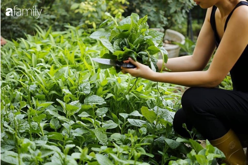 Nghe kinh nghiệm trồng vườn treo Babylon ngay giữa lòng thành phố đã 10 năm vẫn tốt xanh um của bà  Hà Nội - Ảnh 4.