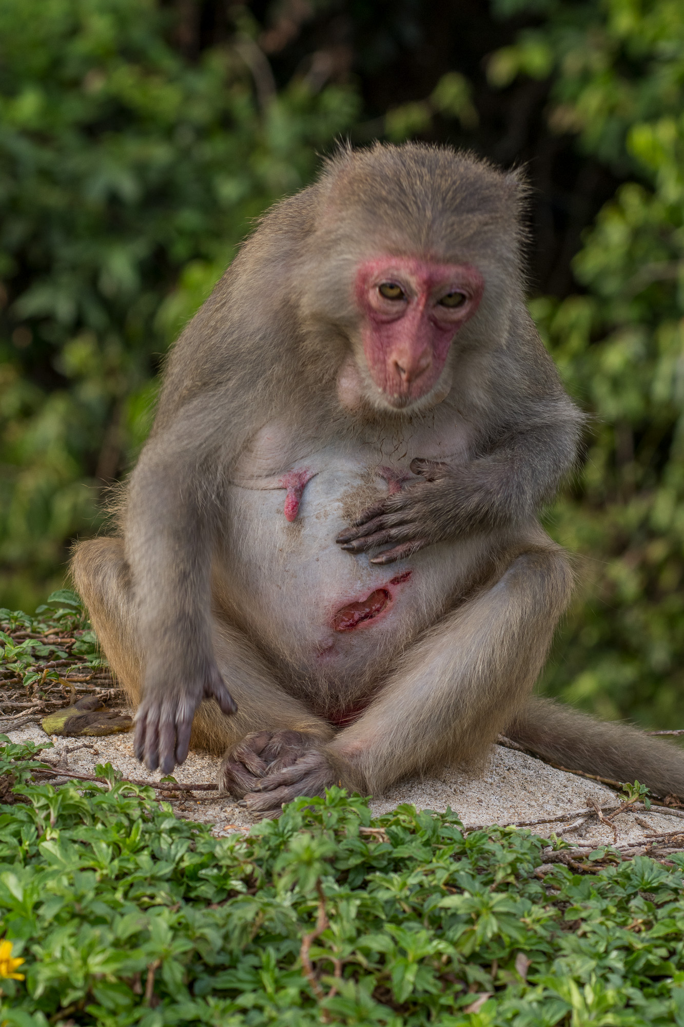 Hình ảnh khỉ con đầy thương tích và sống lay lắt sẽ khiến bạn cảm động và xót xa. Hãy xem và cảm nhận sự mạnh mẽ, kiên cường của chúng qua hình ảnh chân thực!