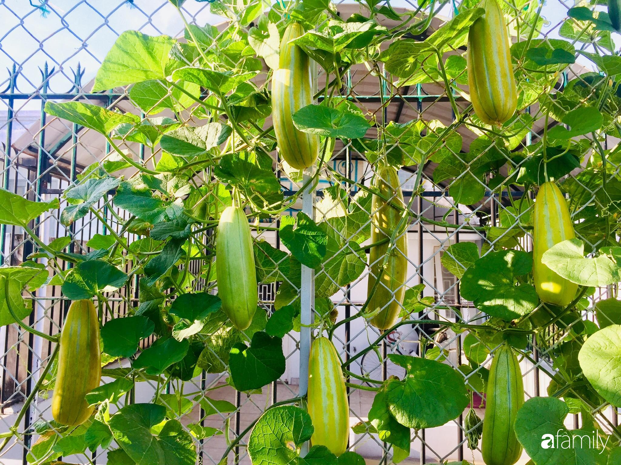 Gặp &quot;siêu nhân&quot; trồng dưa trên sân thượng với kinh nghiệm đáng ngưỡng mộ ở Sài Gòn - Ảnh 3.