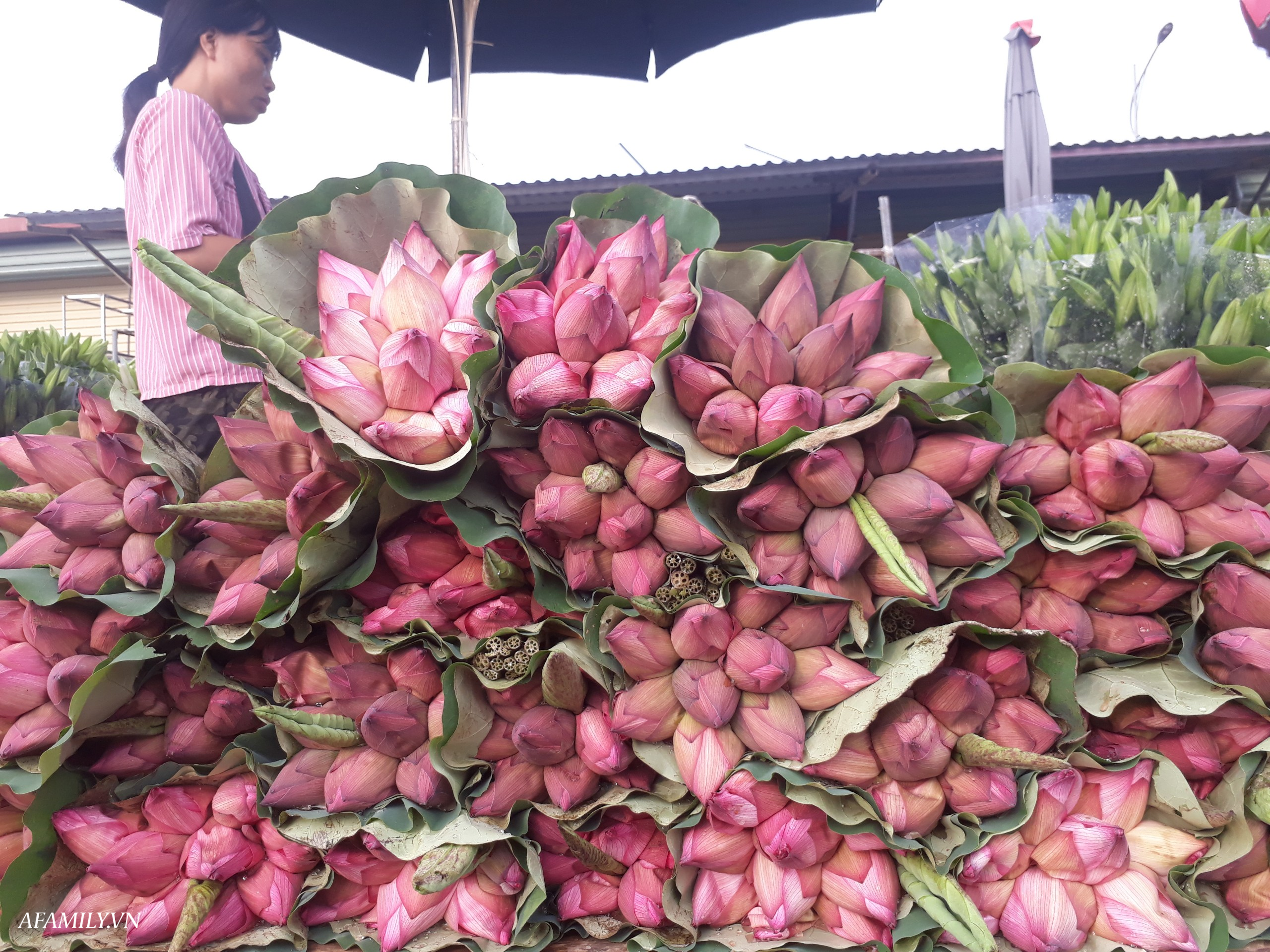Giá hoa sen đầu mùa ở Hà Nội từ 30-120 ngàn đồng/bó