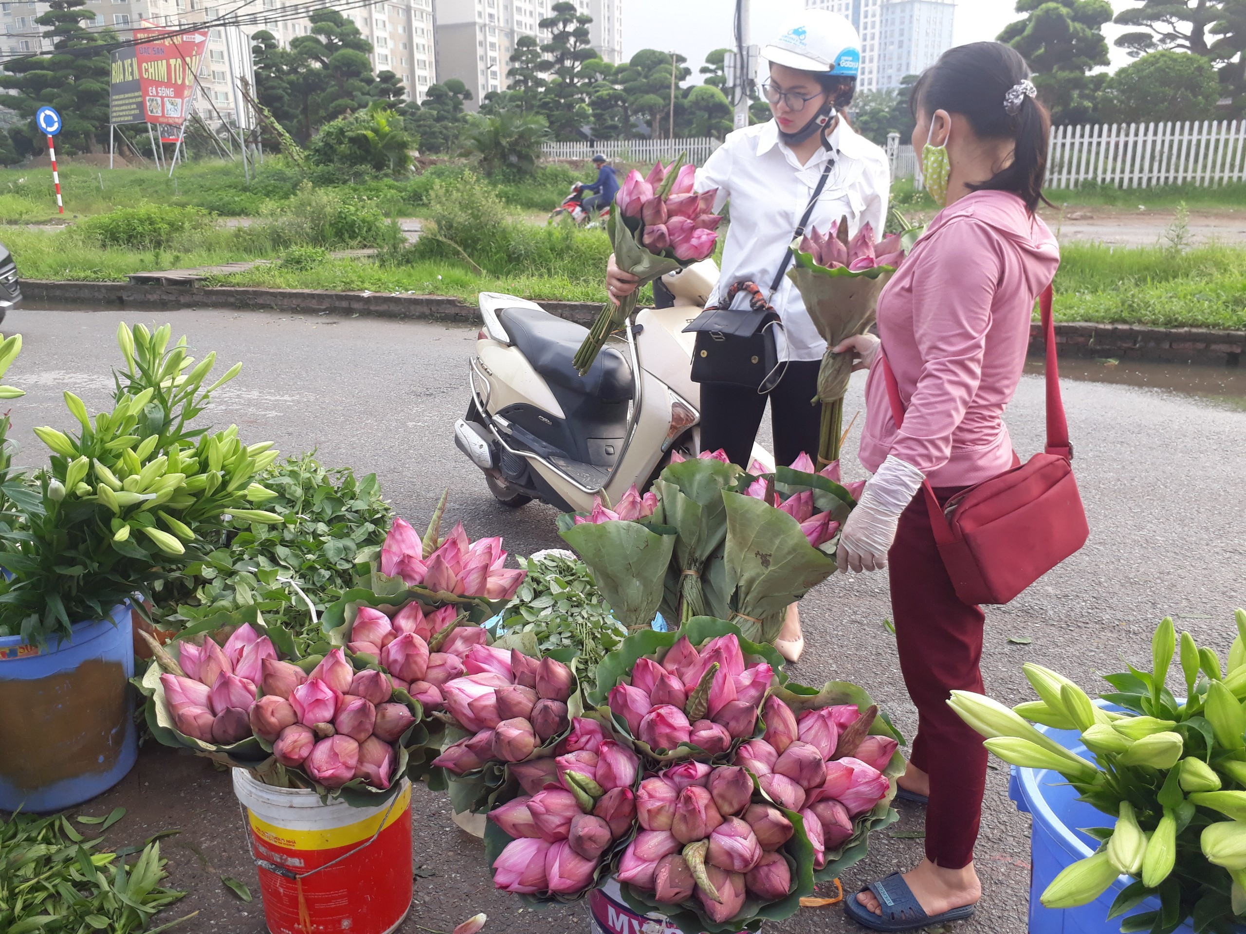 Mùa sen về, nếu còn nhầm lẫn tai hại giữa hoa sen & hoa quỳ khi mua, chị em hãy thuộc lòng 7 bí quyết sau! - Ảnh 3.