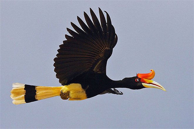 The Phoenix - a beautiful bird that flew into a young man's garden - Photo 3.