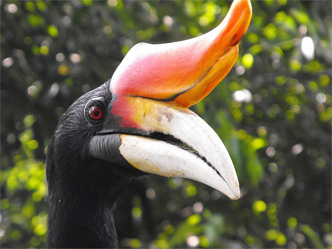 The Phoenix - a beautiful bird that flew into a young man's garden - Photo 7.