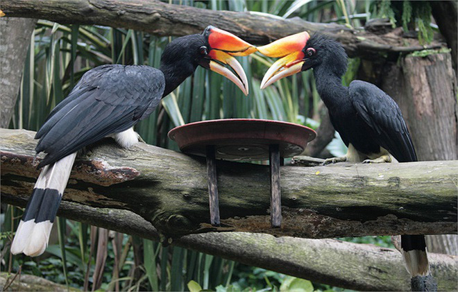 The Phoenix - a beautiful bird that flew into a young man's garden - Photo 8.