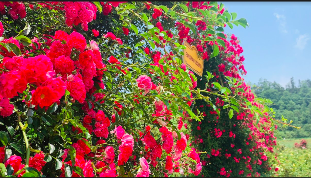 Ngắm thung lũng hoa hồng tuyệt đẹp nhận kỷ lục lớn nhất Việt Nam - Ảnh 7.
