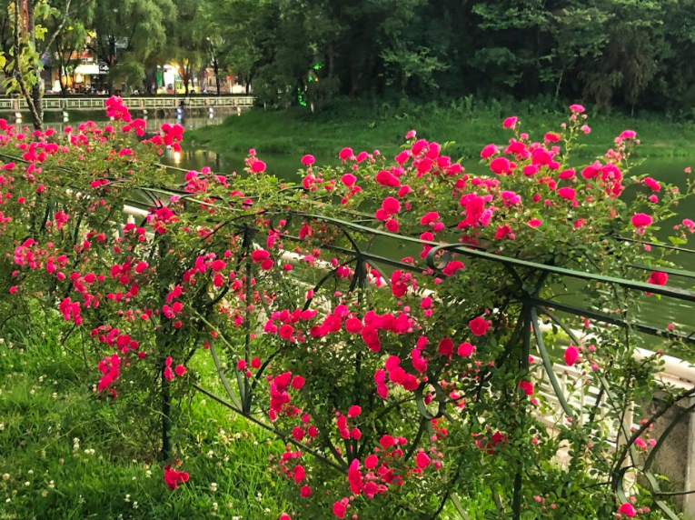 Ngắm thung lũng hoa hồng tuyệt đẹp nhận kỷ lục lớn nhất Việt Nam - Ảnh 5.