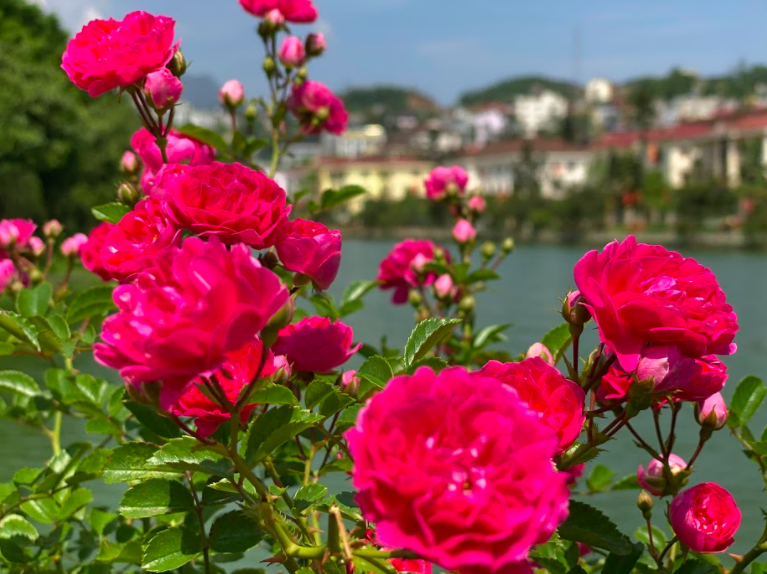 Ngắm thung lũng hoa hồng tuyệt đẹp nhận kỷ lục lớn nhất Việt Nam