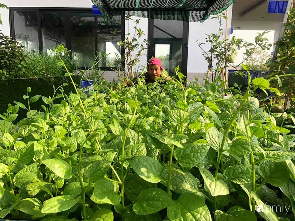 Doanh nhân Sài Gòn trồng cả vườn rau và hoa như trang trại rộng 300m² trên sân thượng cho vợ cùng 4 con được sống gần gũi với thiên nhiên - Ảnh 9.