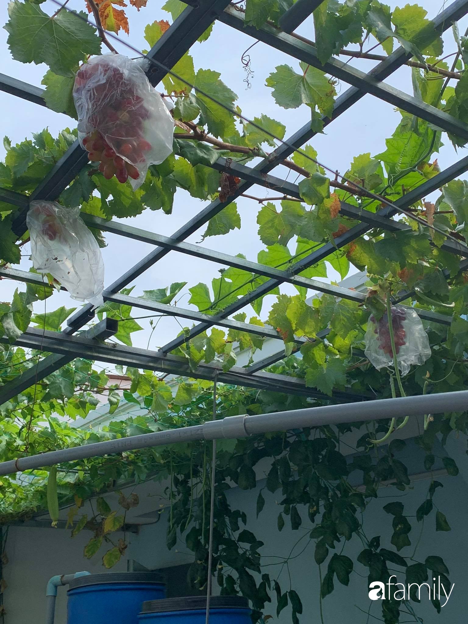Người phụ nữ trồng cả vườn rau quả sạch, nuôi cá, gà, vịt trên sân thượng 200m² ở Sài Gòn để xả stress sau giờ làm việc - Ảnh 11.