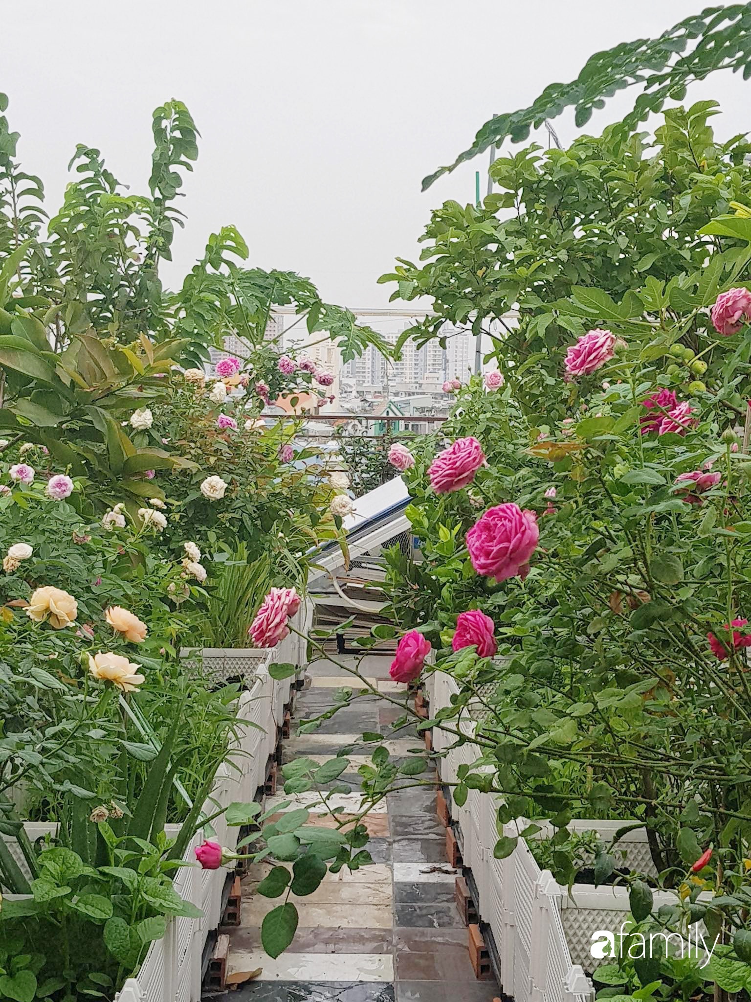 Người phụ nữ trồng cả vườn rau quả sạch, nuôi cá, gà, vịt trên sân thượng 200m² ở Sài Gòn để xả stress sau giờ làm việc - Ảnh 1.