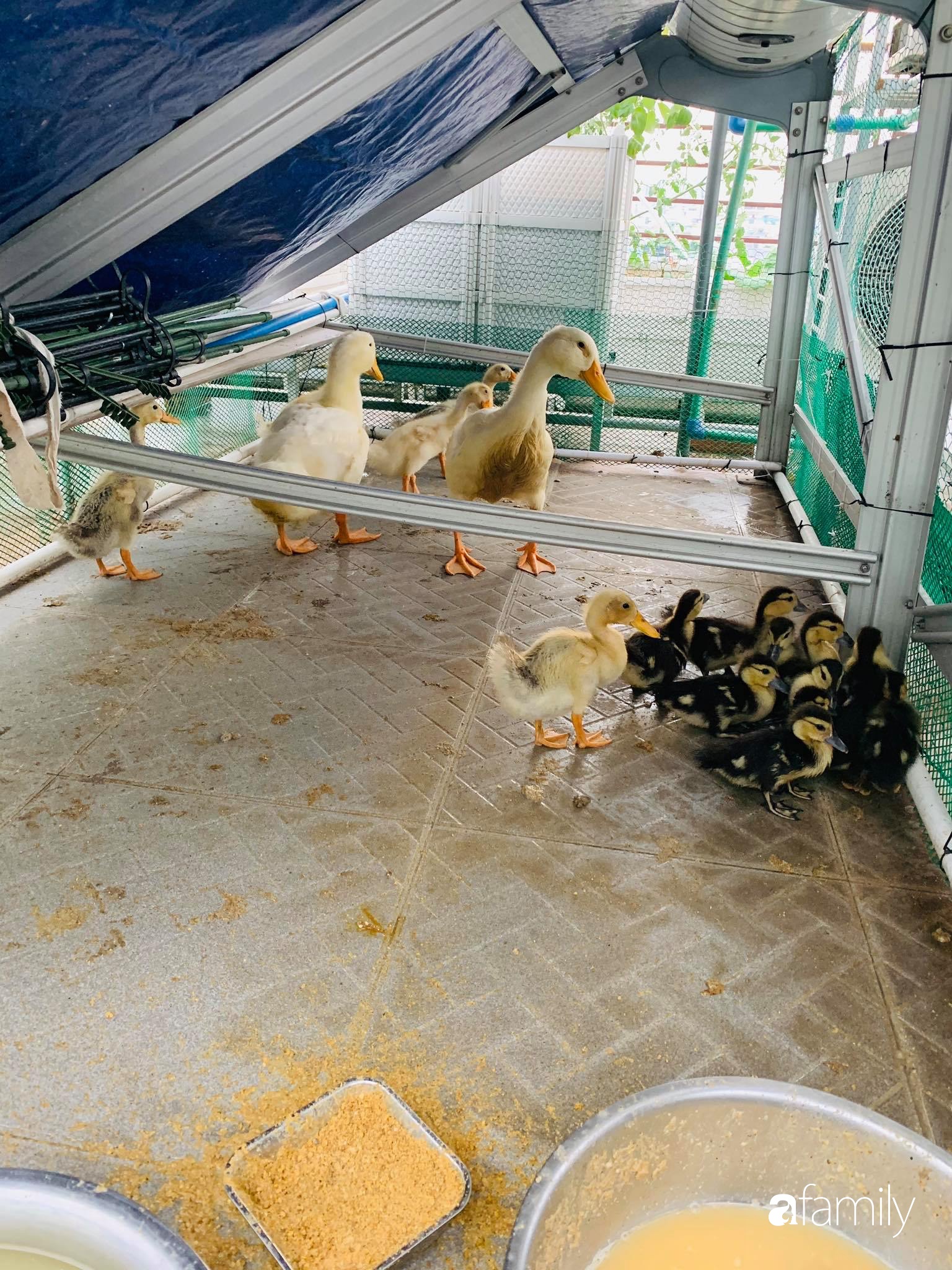 Người phụ nữ trồng cả vườn rau quả sạch, nuôi cá, gà, vịt trên sân thượng 200m² ở Sài Gòn để xả stress sau giờ làm việc - Ảnh 18.
