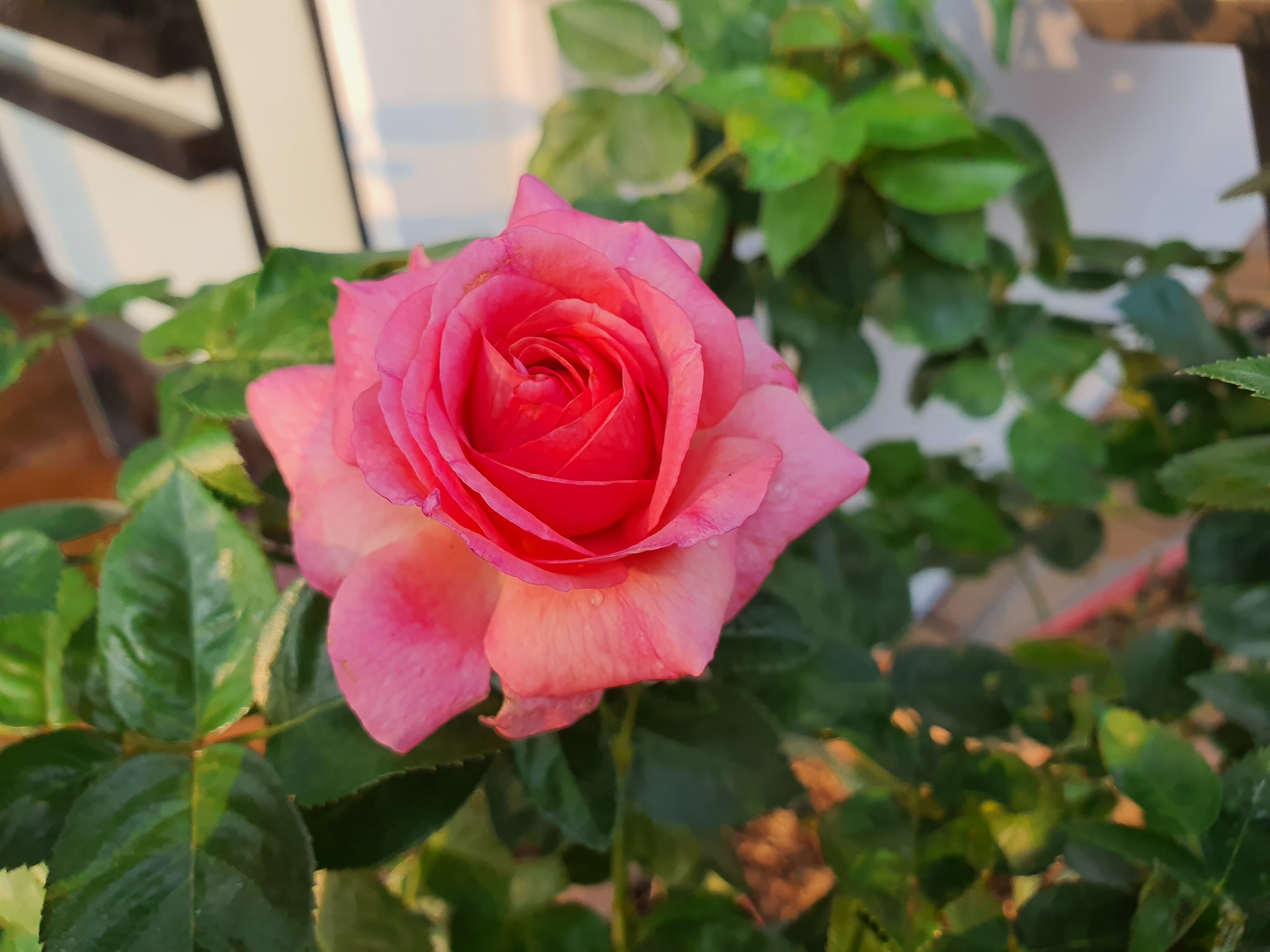Vườn hồng khoe sắc ngọt ngào trên sân thượng của biệt thự xây trên mảnh đất 1300m² ở Quận 2, Sài Gòn - Ảnh 6.