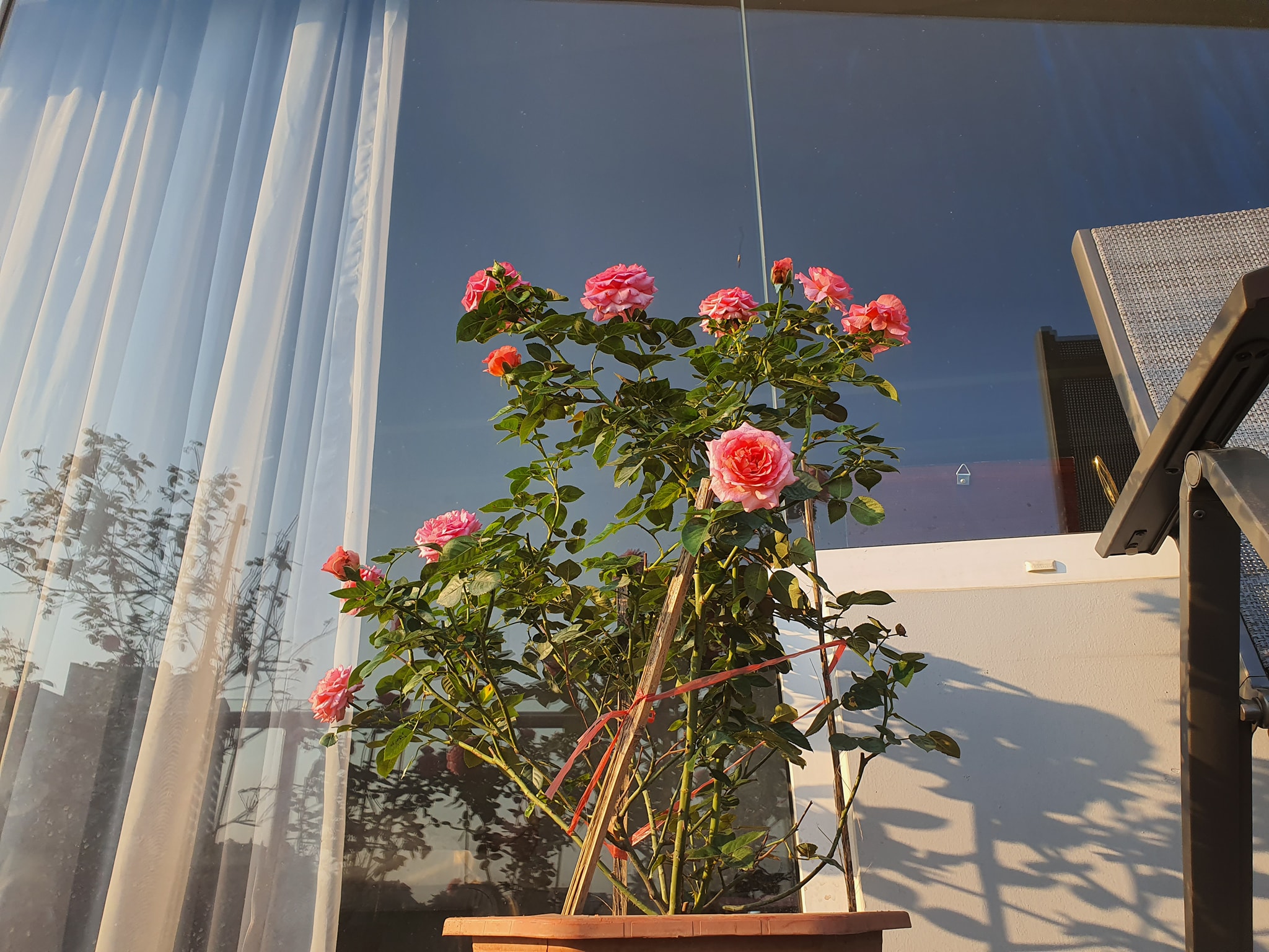 Vườn hồng khoe sắc ngọt ngào trên sân thượng của biệt thự xây trên mảnh đất 1300m² ở Quận 2, Sài Gòn - Ảnh 7.