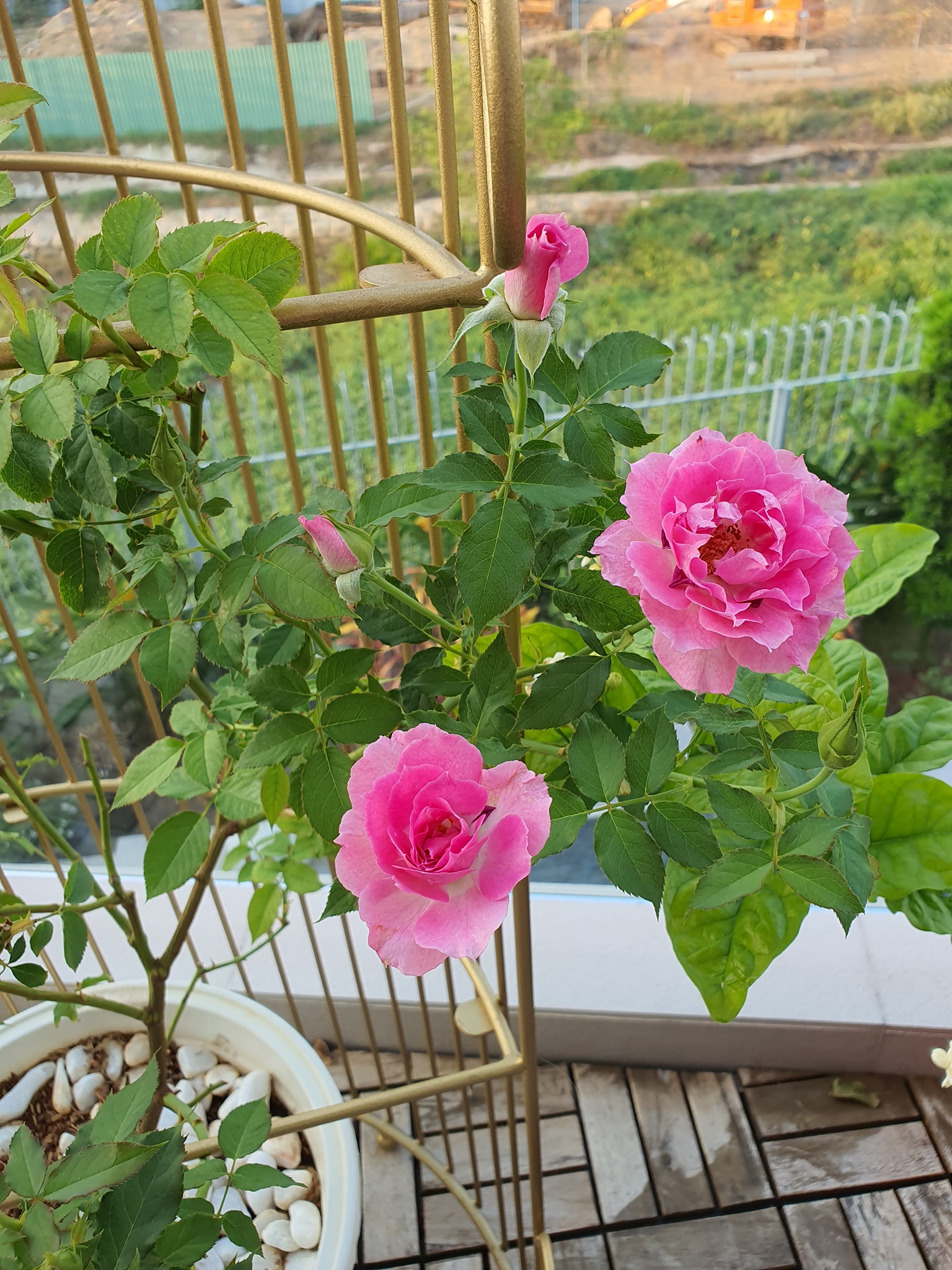 Vườn hồng khoe sắc ngọt ngào trên sân thượng của biệt thự xây trên mảnh đất 1300m² ở Quận 2, Sài Gòn - Ảnh 9.