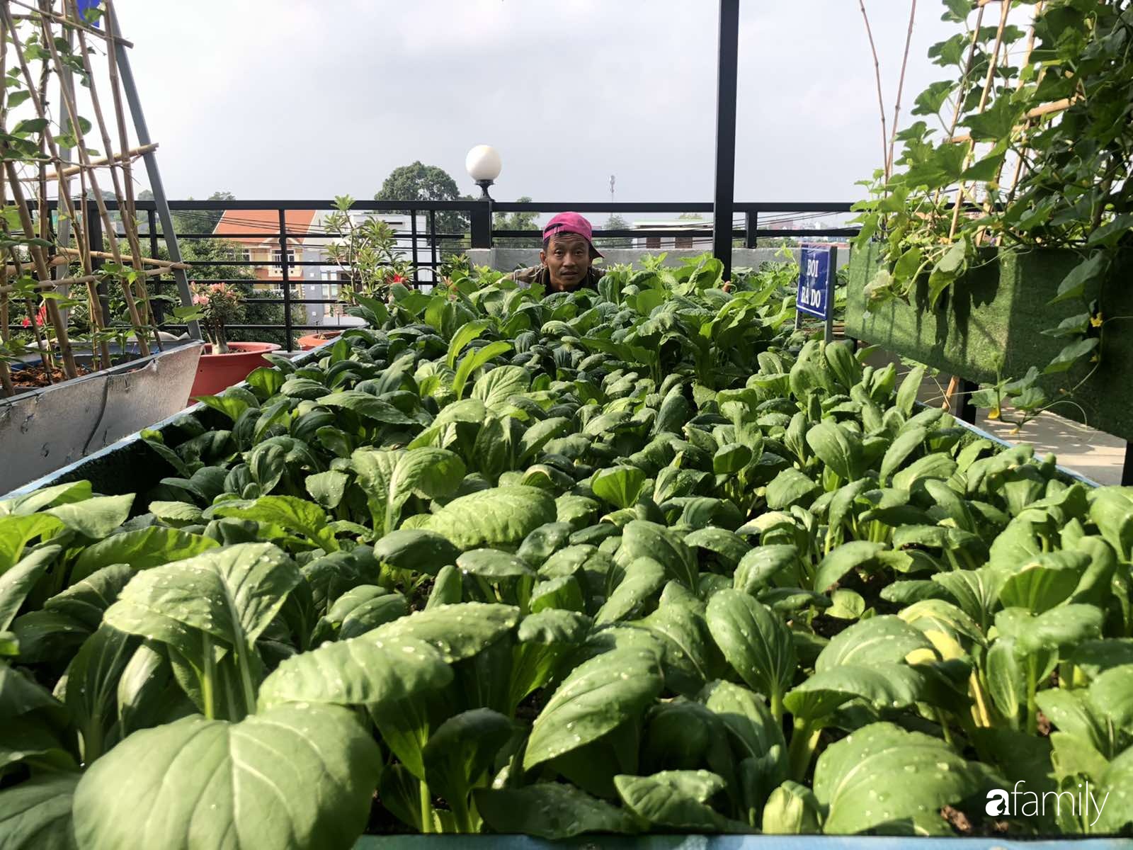 Doanh nhân Sài Gòn trồng cả vườn rau và hoa như trang trại rộng ...
