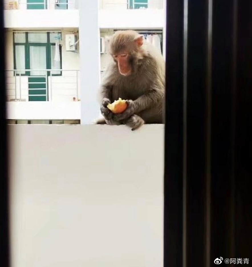 Quay lại KTX sau gần nửa năm nghỉ phòng dịch, sinh viên hốt hoảng thấy khỉ nhưng thông báo của trường mới gây cười: Các em đánh không lại đâu! - Ảnh 2.