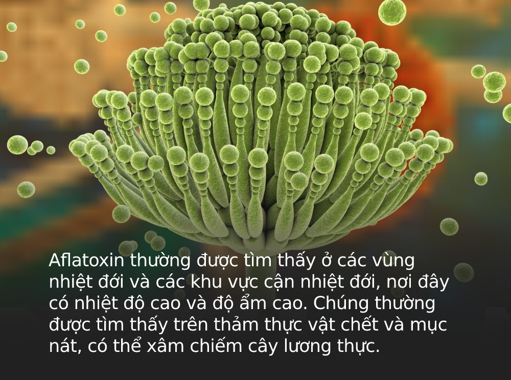 Lọai chất độc mà WHO khuyến cáo &quot;gây ung thư cực mạnh&quot; hóa ra có trong bếp mọi gia đình, đặc biệt xuất hiện nhiều ở 3 loại thực phẩm này - Ảnh 1.