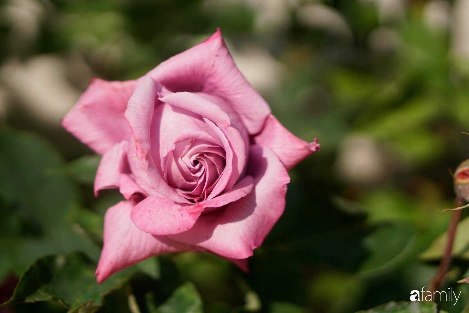 Giàn hoa hồng cả nghìn bông rực rỡ trong nắng của chồng chăm chút sớm khuya để &quot;tỏ tình&quot; với vợ - Ảnh 8.