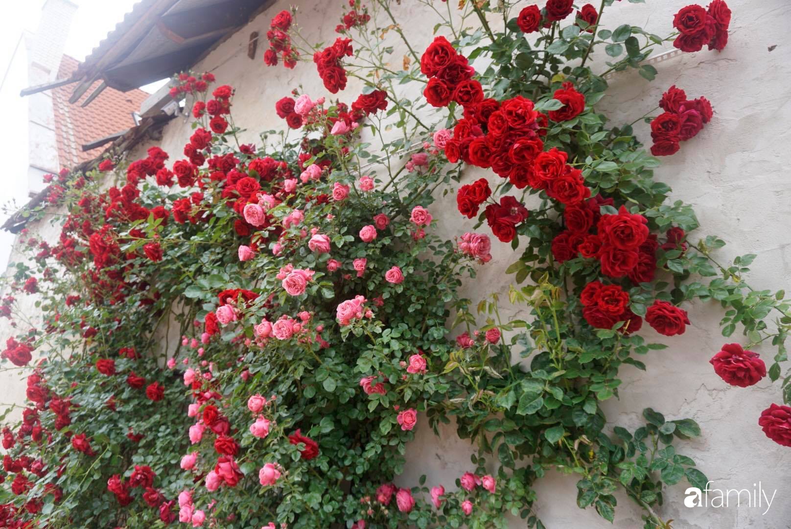 Giàn hoa hồng cả nghìn bông rực rỡ trong nắng của chồng chăm chút sớm khuya để &quot;tỏ tình&quot; với vợ - Ảnh 4.