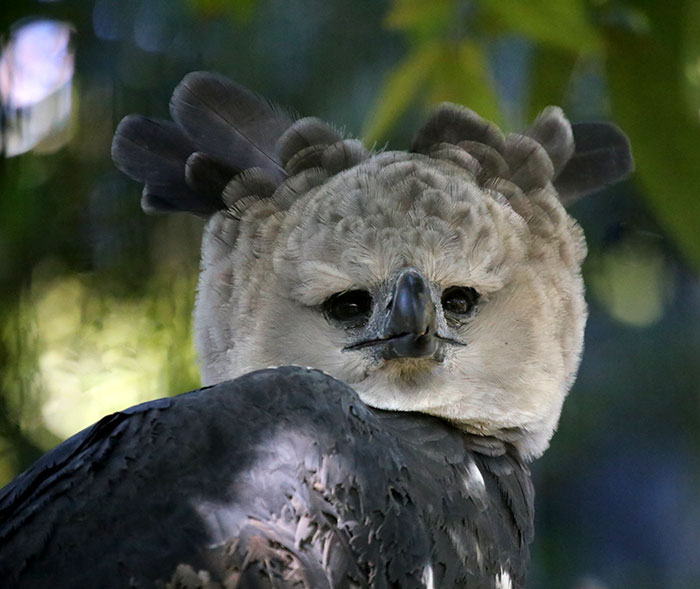 large-bird-harpy-eagle-7-5d93030596605700-1590566212844908824659.jpg