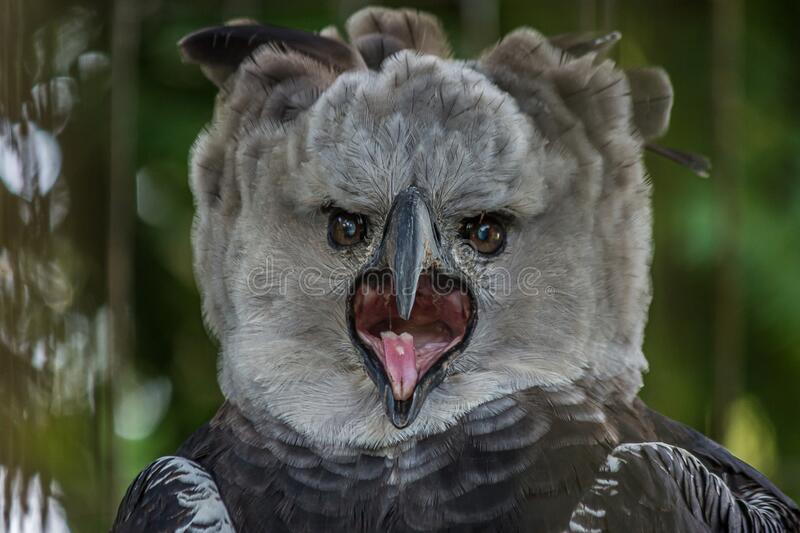 portrait-harpy-eagle-harpia-harpyja-screaming-displeased-his-mouth-wide-open-175930741-1590568132712260608604.jpg
