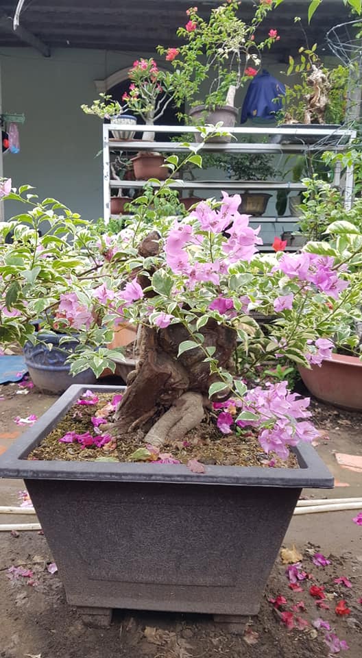 Hoa giấy leo giàn thì rực rỡ rồi, nhưng tạo thế bonsai vừa đẹp vừa ...