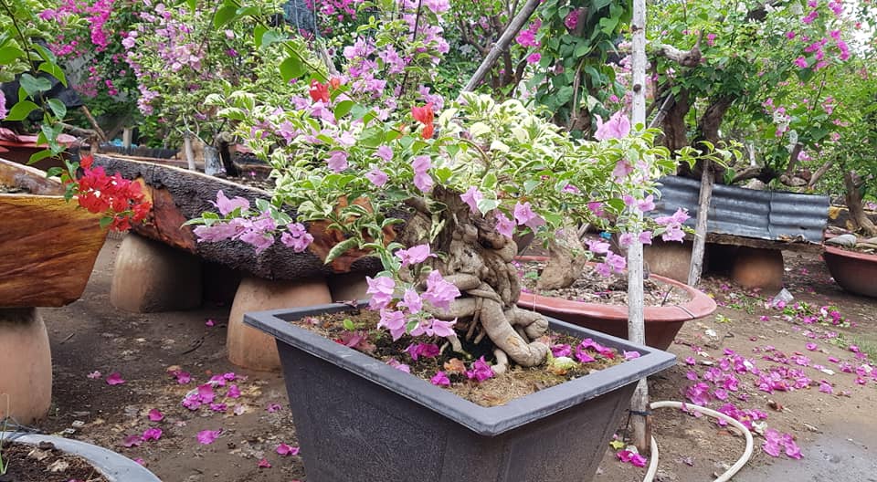 Hoa giấy leo giàn thì rực rỡ rồi, nhưng tạo thế bonsai vừa đẹp vừa ...