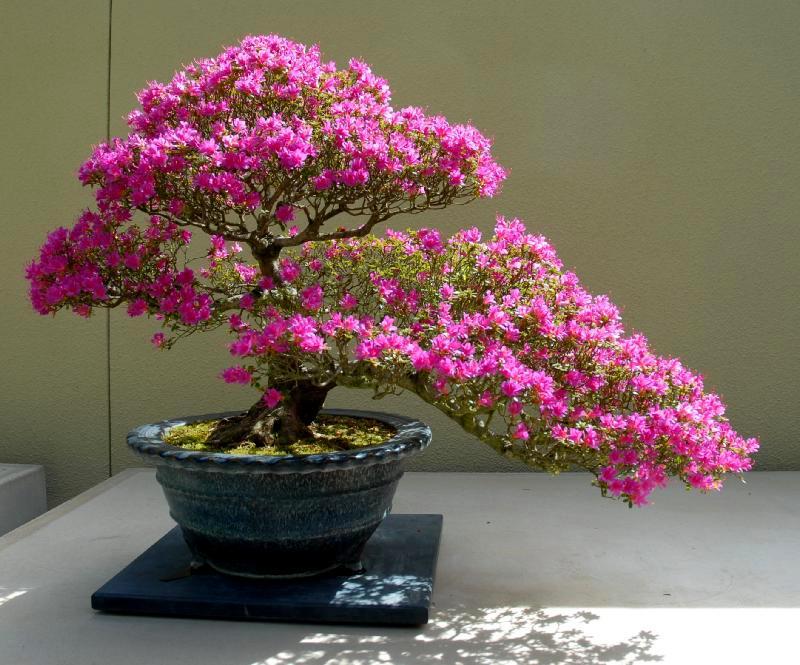 Hoa giấy leo giàn thì rực rỡ rồi, nhưng tạo thế bonsai vừa đẹp vừa sang mới là lựa chọn lý tưởng cho nhà nhỏ hẹp