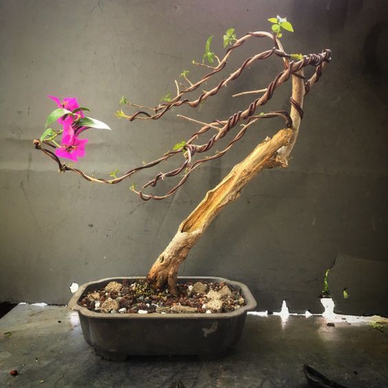 Hoa giấy leo giàn thì rực rỡ rồi, nhưng tạo thế bonsai vừa đẹp vừa ...