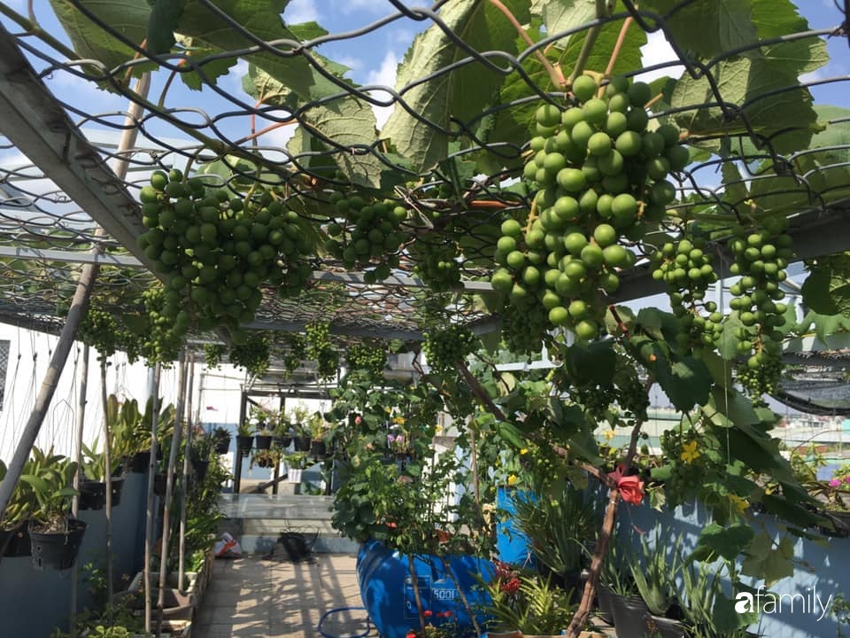 Chỉ dành 30 phút chăm sóc mỗi ngày, chàng trai Sài Gòn trồng giàn nho đen trĩu quả trên sân thượng 50m² - Ảnh 3.